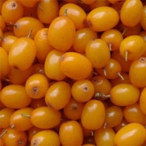 Облепиха ТМ Рудь 2.5 кг — изображение 3